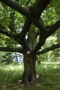 Hybrid Oak, Brooklyn Botanical Gardens May 2013