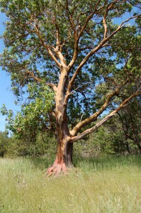 Arbutus Tree-Hornby Island