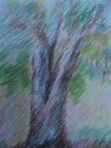 A Sketch of my friend the red Maple tree in Cedarvale Ravine 2005