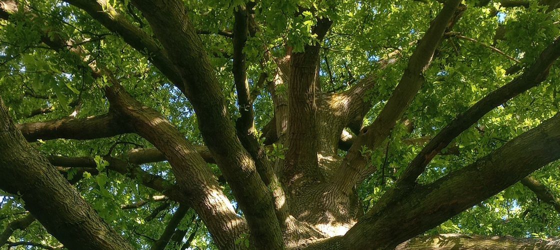 Quercus cerris, crown in sunlight