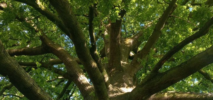 Quercus cerris, crown in sunlight